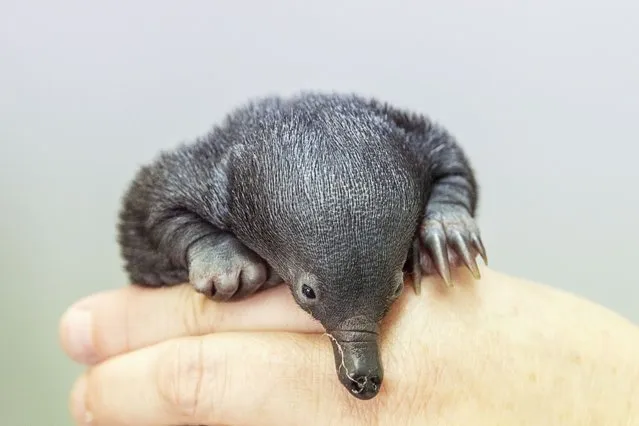 “Smudge” an orphaned echidna puggle is held by Veterinary nurse Sarah Male ahead of its feeding on November 07, 2022 in Sydney, Australia. Echidnas, sometimes known as spiny anteaters, are native to Australia. A baby echidna was found orphaned by the side of the road and is being cared for at Sydney's Taronga Zoo hospital. The care is intensive with several feedings per day, and the echidna is housed in temperature-controlled environment to aid its recovery and growth. (Photo by Jenny Evans/Getty Images)