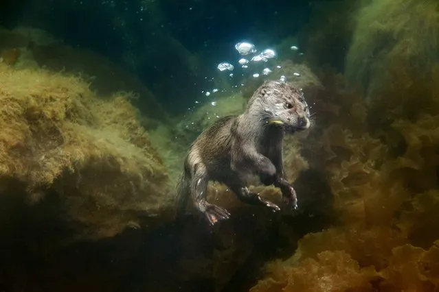 Eurasian otters are enjoying a fragile revival in the British Isles. For decades industrial pollutants – insecticides, fungicides, organochlorides, and DDT – leached into rivers there, and by the late 1970s the British otter population had all but collapsed. The mammals also went extinct in the Netherlands, Belgium, and Luxembourg, and in most of France, Germany, and Italy as well. (Photo by Charlie Hamilton James/National Geographic)