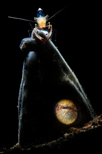 Behaviour category third. On the summit by Fu Liang (China)in Lembeh, Indonesia The photo was taken in Lembeh Indonesia. “The snake eel with a magnificent cleaning shrimp hanging around on it. My goal is to use strong shadow to empower the interactive behaviour between snake eel and cleaning shrimp. So I shot vertically to let the subject fill the frame. I used one snoot to lighting up the eye, and another snoot with a side-back light on the shrimp to sketch the shape of the sneak eel”. (Photo by Liang Fu/Underwater Photographer of the Year 2019)