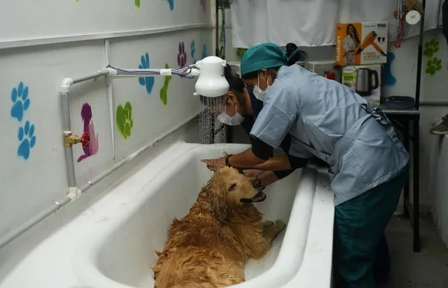 Inmates bathe a golden retriever dog on the opening day of the pet salon at the Obrajes women's jail in La Paz, Bolivia, Tuesday, February 6, 2024. Inmates inaugurated “La Perruqueria”, with a play on the word “perro”, or dog, where they offer low cost grooming services. (Photo by Juan Karita/AP Photo)