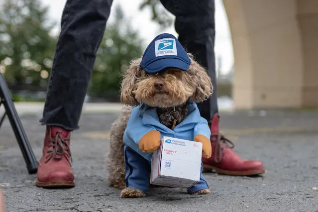 A dog dressed as a United States Postal Worker participates in the Annual Tompkins Square Halloween Dog Parade on October 23, 2021 in New York City. Last year the parade was cancelled due to the coronavirus pandemic. (Photo by Alexi Rosenfeld/Getty Images)