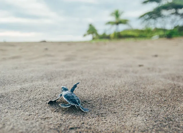 Photographer George Turner spotted the baby turtle emerging alone from its nest and venturing down to the water in Costa Rica on October 19, 2016. (Photo by George Turner/Rex Features/Shutterstock)