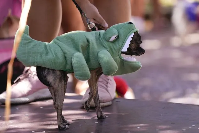 A dog dons an alligator costume during the “Blocao” dog Carnival parade in Rio de Janeiro, Brazil, Saturday, February 10, 2024. (Photo by Silvia Izquierdo/AP Photo)