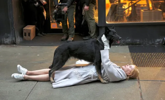 Vinny the four-legged star of the show and the actress Nicole Kidman on location in New York filming the thriller Babygirl in the last decade of February 2024. (Photo by Steve Sands/New York Newswire/The Mega Agency)