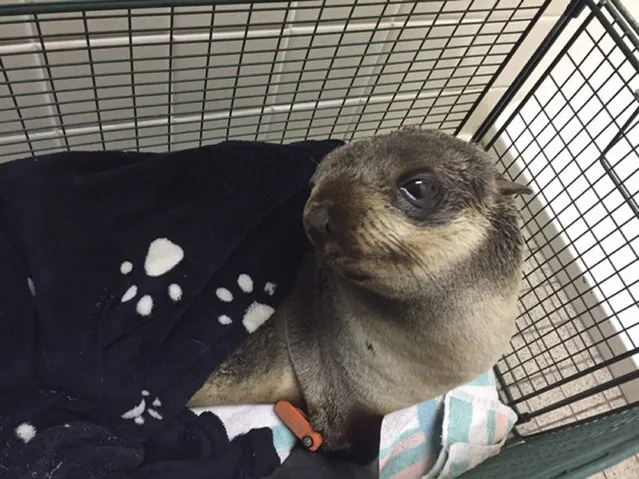 In this Thursday, March 24, 2016, photo provided by the Fremont Police Department,  is a young seal pup who made a wrong turn, ending up in Fremont, Calif. The baby California fur seal somehow made it four miles from the water to the front yard of a home in the San Francisco Bay Area Thursday. The seal had no visible signs of injuries and was taken to the Marine Mammal Center in Sausalito for care. (Photo by Fremont Police Department via AP Photo)
