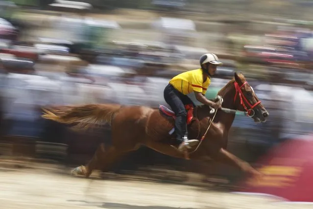 A man on a horse takes part in a race during a horse and ox-cart racing festival outside Yangon April 26, 2015. (Photo by Soe Zeya Tun/Reuters)