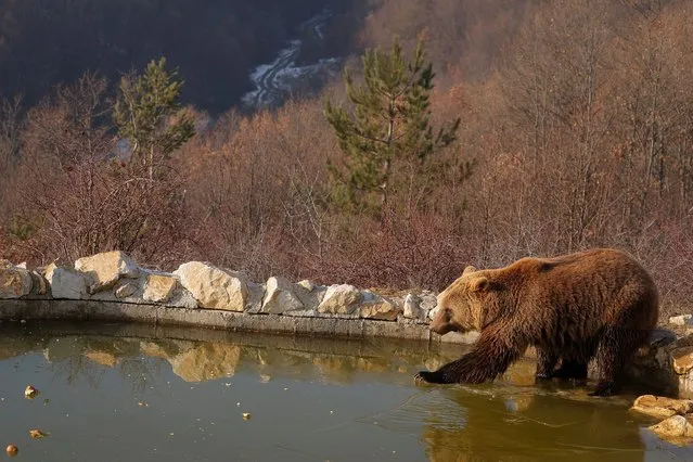 A brown bear catches apples from the iced surface of a little pond in a bear sanctuary near the village of Mramor, Kosovo, 22 December 2021. (Photo by Valdrin Xhemaj/EPA/EFE)