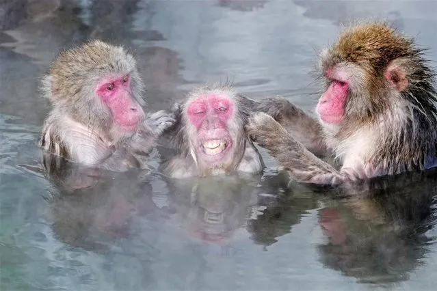 Japanese monkeys look relaxed as they soak in a hot spring at the Hakodate Tropical Botanical Garden in Hakodate in Hokkaido, northern Japan, on January 14, 2022. (Photo by Kyodo News/Action Press via Reuters)