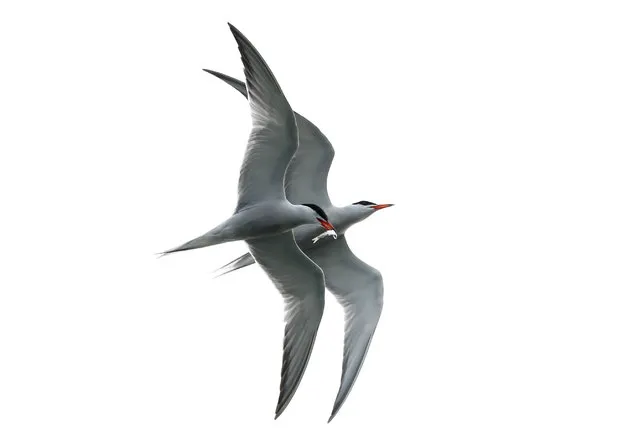 One common tern shadows another carrying a bait fish plucked from the waters of Casco Bay, Wednesday, July 10, 2019, in Portland, Maine. Five types of terns breed in Maine: common, arctic, roseate, least and black. (Photo by Robert F. Bukaty/AP Photo)