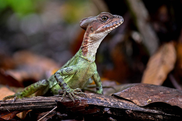 A helmeted basilisk (Basiliscus galeritus) is seen in Gorgona Island, where an infamous prison used to work, in the Pacific Ocean off the southwestern Colombian coast, on December 1, 2021. (Photo by Luis Robayo/AFP Photo)
