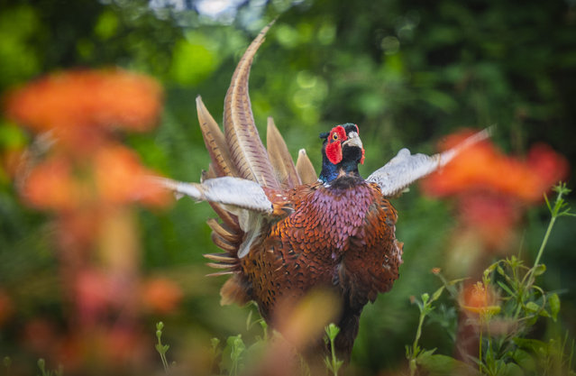 A male pheasant makes his presence known by calling out to other locals while perched in a cottage garden in Birgham, Scottish Borders on May 20, 2024. (Photo by Phil Wilkinson/The Times)