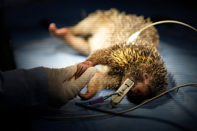 A porcupine is treated for an injured paw at a wildlife center in the rural Las Mercedes community of Tocaima, Colombia, May 22, 2024. (Photo by Fernando Vergara/AP Photo)