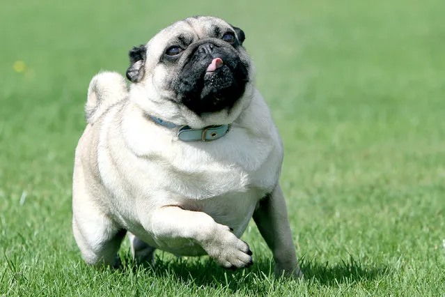 A Pug. (Photo by Nick Ridley Photography/Caters News Agency)