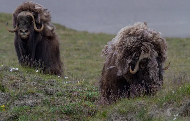 Wild Musk Oxen in Arctic Prairie in Russia