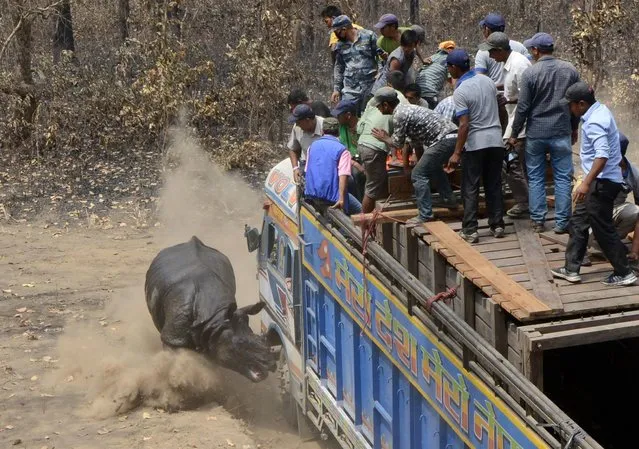 A Nepalese vetinary and technical team release a rhino after it is relocated in Chitwan National Park some of 250 Kilometer South of Kathmandu on April 4, 2017. Conservationists on April 3 captured a rare one-horned rhinoceros in Nepal as part of an attempt to increase the number of the vulnerable animals, which are prized by wildlife poachers. Five rhinos – one male and four female – will be released into a national park in Nepal's far west over the coming week in the hope of establishing a new breeding group. (Photo by Prakash Mathema/AFP Photo)