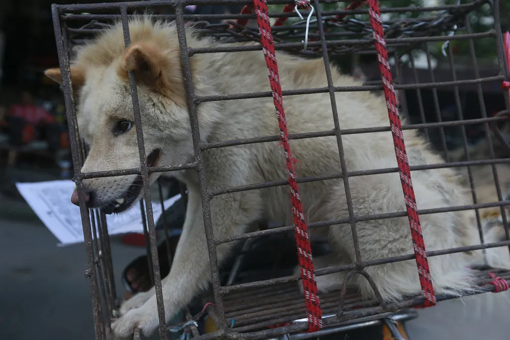 Saving Dogs from the Dinner Plate