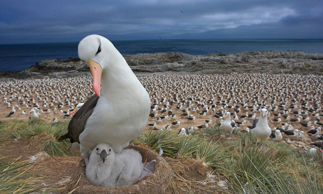 A black-browed albatross and its chick nesting in the Falkland Islands in 2021. Scientists are finding that albatrosses are “divorcing” more often due to the climate crisis. (Photo by Andy Rouse/PA Wire Press Association)