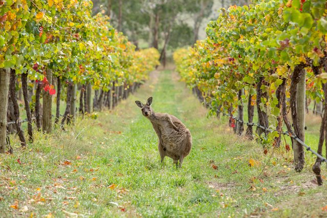 “Are you here for the Winery Tour?” This is a Western Grey Kangaroo caught lounging in the wineries of the Adelaide Hills in South Australia. This past Autumn has been a spectacular time for wildlife viewing and I got lucky to spot this guy while mountain biking in the hills. Such a funny stance it just begs the question... Have you been drinking? ...and or... Are you here for the Winery Tour? Photo location: Adelaide Hills, South Australia, Australia. (Photo and caption by Greg Snell/National Geographic Photo Contest)