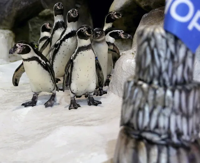 The first Humboldt penguin born in the Philippines named “Kaya”, second from right, is fed with a fish next to a three-tiered frozen “fish cake” in the penguin's habitat to celebrate its first birthday Wednesday, July 29, 2015 at the Manila Ocean Park, the country's largest oceanarium, in Manila, Philippines. Armi Cortes, the Ocean Park's Communications chief, said that “Kaya” was born last year. (Photo by Bullit Marquez/AP Photo)