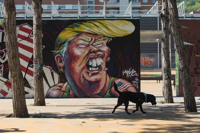 A dog passes by a graffiti of Republican presidential candidate Donald Trump in Barcelona on June 7, 2016. (Photo by Josep Lago/AFP Photo)