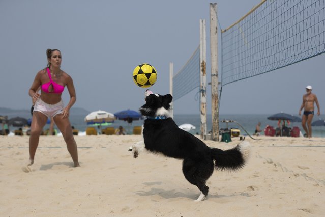 The border collie named Floki and athlete Natalia Guitler play footvolley, a combination of soccer and volleyball, on Leblon beach in Rio de Janeiro, Sunday, September 8, 2024. (Photo by Bruna Prado/AP Photo)