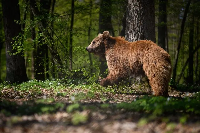 One of the brown bears recently moved from Kyiv wanders around the woodland area of its new home at the Bear Sanctuary Damazhyr on May 06, 2022 in Lviv, Ukraine. As the effects of the Russian invasion of Ukraine spread across the country, Bear Sanctuary Domazhyr took in seven bears from the White Rock Bear Shelter near Kyiv which is run by the Four Paws partner organisation “Save Wild Fund”, in an emergency transfer. Three of the bears have since been moved on to bear sanctuaries in Germany but four remain. Opened in 2017, the Four Paws Domazhyr sanctuary now has over 20 hectares of land, with room for up to 32 rescue bears. (Photo by Leon Neal/Getty Images)