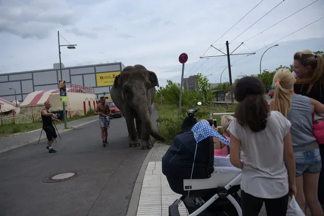Elephant Maja of Circus Bush on his daily walk with Circus ringmaster Hardy Scholl (L) on Berlin streets in Berlin, Germany June 30, 2016. (Photo by Stefanie Loos/Reuters)