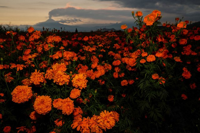 Cempasuchil (Marigold) flowers are pictured while the Popocatepetl volcano spews a column of ash and smoke in the background as seen from San Pedro Cholula, Puebla state, Mexico on October 23, 2024. (Photo by Imelda Medina/Reuters)