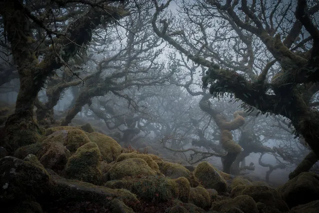 Shortlisted. Wistman’s Wood, Dartmoor national park, by Debra Smitham: “The mystical, ancient Wistman’s Wood”. (Photo by Debra Smitham/2020 UK National Parks Photography Competition)