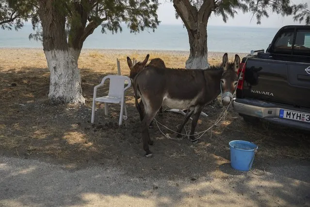 Donkeys have been moved to a safe place during a forest fire near the beach resort of Vatera, on the eastern Aegean island of Lesvos, Greece, Saturday, July 23, 2022. Locals were evacuated on Saturday as a wildfire threatened properties near a beach in the southern part of the island, which is also a popular tourist attraction. (Photo by Panagiotis Balaskas/AP Photo)
