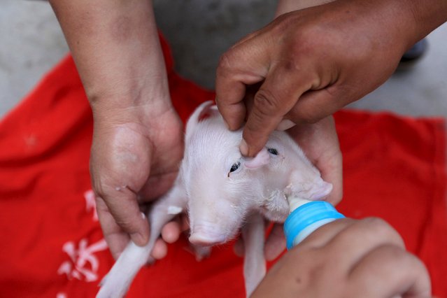 People feed a piglet with two heads in Tianjin, August 28, 2015. (Photo by Reuters/Stringer)