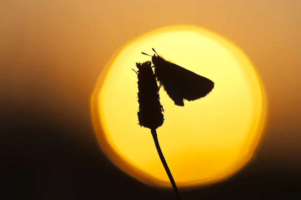 Animals Silhouetted by the Sun