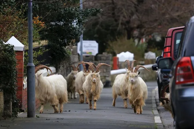 The royal goats that live on the Gt Orme in Llandudno, Wales have come further into town away from the mountain on March 29, 2020, due to the lack of people being out, destroying everything in their path that they can eat. (Photo by Rob Formstone/The Time)