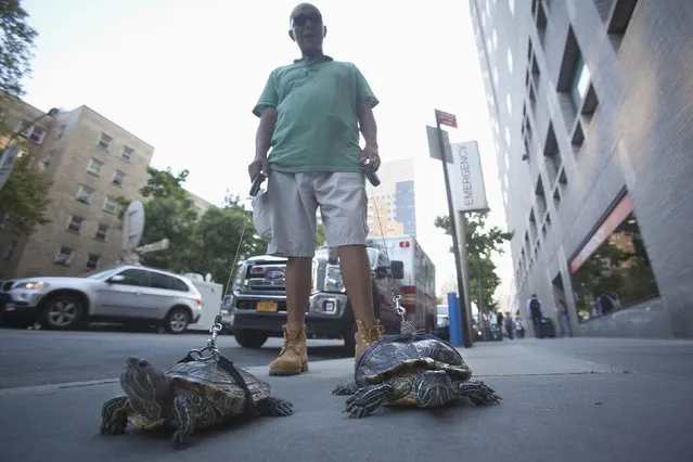 Resident Chris Roland walks his pet turtles Cindy (L) and Kuka up Madison Avenue in the Upper East Side of the Manhattan borough of New York September 4, 2014. Roland has had the turtles for years and walks them daily he said. (Photo by Carlo Allegri/Reuters)