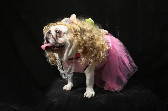 Bulldog Bella poses as Miss Piggy at the Tompkins Square Halloween Dog Parade on October 20, 2012 in New York City