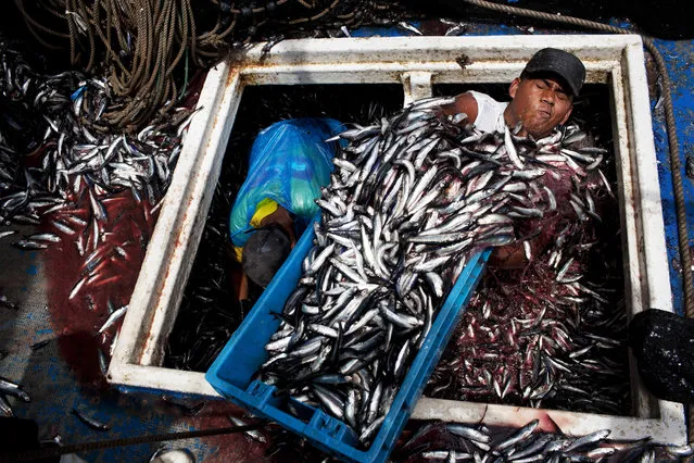 In this December 7, 2012 file photo, Marvin Vega unloads a crate of anchovies from the holding area of a “boliche”, the Peruvian term for boats that are used by fishermen who fish with nets, at the port of El Callao, Peru. Development of the Peru's largest and oldest port undertaken by a global shipping industry giant based in the Netherlands, will expand port operations over the next couple of years. Many fishermen fear the modernization of the port may have a negative impact on their livelihood. (Photo by Rodrigo Abd/AP Photo)