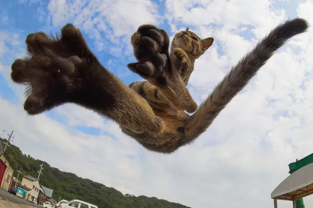 This talented photographer has managed to snap a group of mortal tomcats in a variety of high-flying kung fu poses. (Photo by Hisakata Hiroyuki/Caters News Agency)