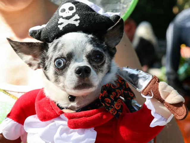 A dog wears a costume during the Halloween Dog Parade at Tompkins Square Park in New York City, U.S., October 22, 2022. (Photo by Caitlin Ochs/Reuters)