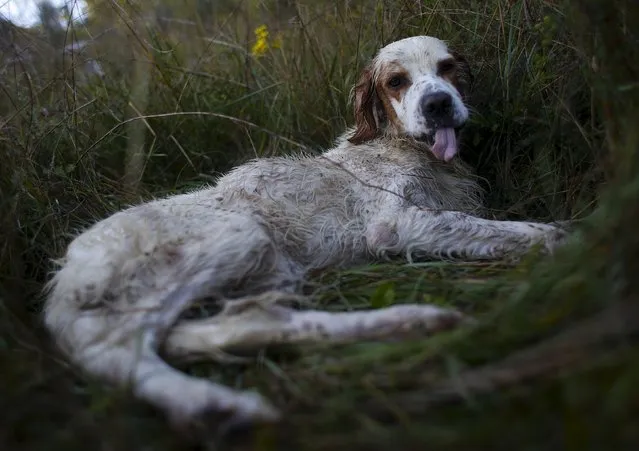“Argo”, a male English setter, is seen resting at the end of the hunting during the first day of the Italy hunting season in Castell'Azzara, Tuscany, central Italy, September 20, 2015. (Photo by Max Rossi/Reuters)