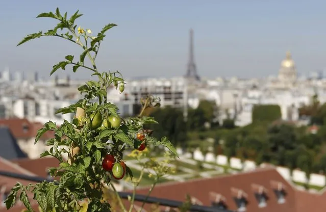 A tomato plant is seen in a planter box on the 700 square metre (7500 square feet) rooftop of the Bon Marche, where the store's employees grow some 60 kinds of fruits and vegetables such as strawberries, zucchinis, mint and other herbs in their urban garden with a view of the capital in Paris, France, August 26, 2016. (Photo by Regis Duvignau/Reuters)