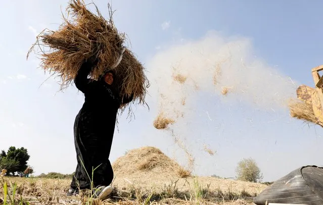 A farmer carries rice during a season that has been difficult because of the lack of water and the adverse weather conditions, in a field in Qaha, Al Qalyubia Governorate, north of Cairo, Egypt on November 1, 2022. (Photo by Mohamed Abd El Ghany/Reuters)