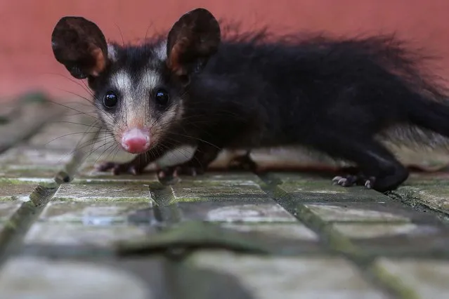 Photo taken on September 19, 2015 shows a baby Brazilian opossum at the “Parque Estoril” zoo in Sao Bernardo do Campo of Sao Paulo, Brazil. According to local press, the “Parque Estoril” zoo houses currently 23 orphan cubs of wild animals rescued in the south region of Sao Paulo, victims of illegal wildlife trade or problems caused by urban growth. (Photo by Rahel Patrasso/Xinhua via ZUMA Wire)