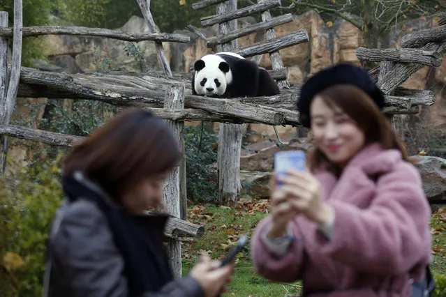 Tourists make selfies with panda Yuan Zi, father of the new panda born Yuan Meng is pictured at the zoo, in Saint-Aignan-sur-Cher, France, Monday, December 4, 2017. (Photo by Thibault Camus/AP Photo)