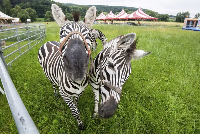 Zebras stand in the “Circus Land”, an amusement park of Circus Charles Knie in Einbeck, Germany on July 8, 2020. The Corona pandemic is hitting circus companies particularly hard: Many are stranded on a fairground somewhere in Germany during a tour, others are stuck in their winter quarters. Because it is not foreseeable when Circus Charles Knie will be able to go on tour again, it is opening a leisure park at its headquarters in Einbeck-Volksen this Friday. (Photo by Julian Stratenschulte/dpa)