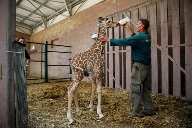 A five-day-old reticulated giraffe whose mother will not feed receives a milk bottle from Guy Pear, her keeper, at an enclosure at the Safari Zoo in Ramat Gan, near Tel Aviv, Israel August 30, 2016. (Photo by Baz Ratner/Reuters)
