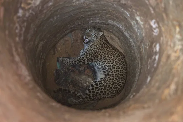 A full grown female leopard looks up from inside a deep well that it fell into near a residential area on a hill on the outskirts of Gauhati, India, Wednesday, December13, 2017. Veterinarian and forest officials tranquilized and rescued the leopard before sending it to the state zoological park in Gauhati. (Photo by Anupam Nath/AP Photo)