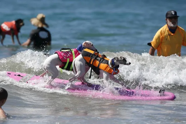 Two dogs surf during the Surf City Surf Dog Contest in Huntington Beach, California September 23, 2015. (Photo by Lucy Nicholson/Reuters)