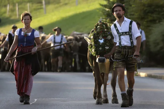 Bavarian herdsmen and a herdswoman in traditional dresses drive their beasts on a road during the return of the cattle from the summer pastures in the mountains near Oberstaufen, Germany, Friday, September 9, 2016. (Photo by Matthias Schrader/AP Photo)