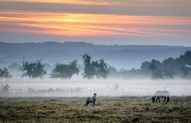 An Icelandic foal stands on a meadow of a stud farm in Wehrheim near Frankfurt, Germany, on a foggy Sunday morning, August 21, 2022. (Photo by Michael Probst/AP Photo)