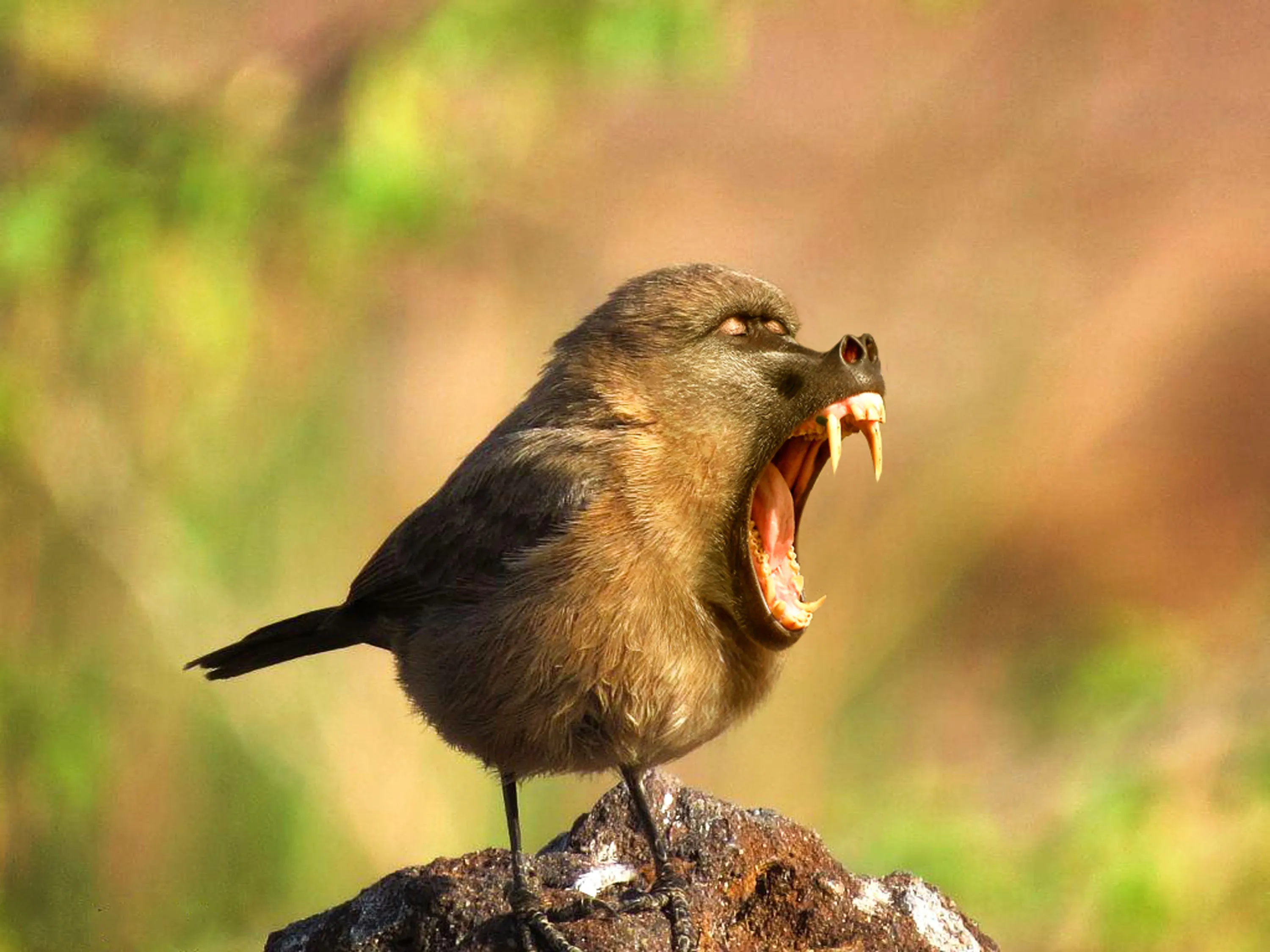 Птицы звуки громкие. Хайбрид Энималс. Смешные птицы. Смешные гибриды животных. Невиданная птица.